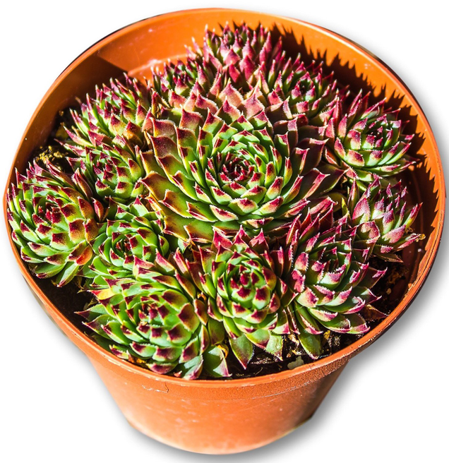 Illustration for article titled Succulents and a Doctor Who snow globe: Here’s what’s on sale on Amazon today